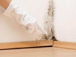 Why You Should Choose Our Mold Remediation Services in Wyndmoor, PA